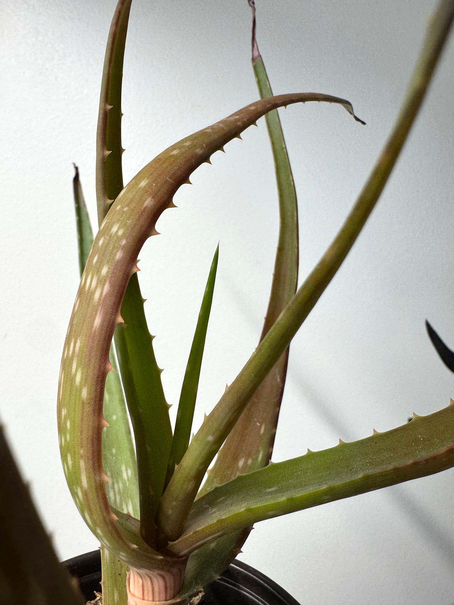 Seed-grown Aloe dawei × Aloe ngobitensis hybrid in pot, grown in Ventura CA.