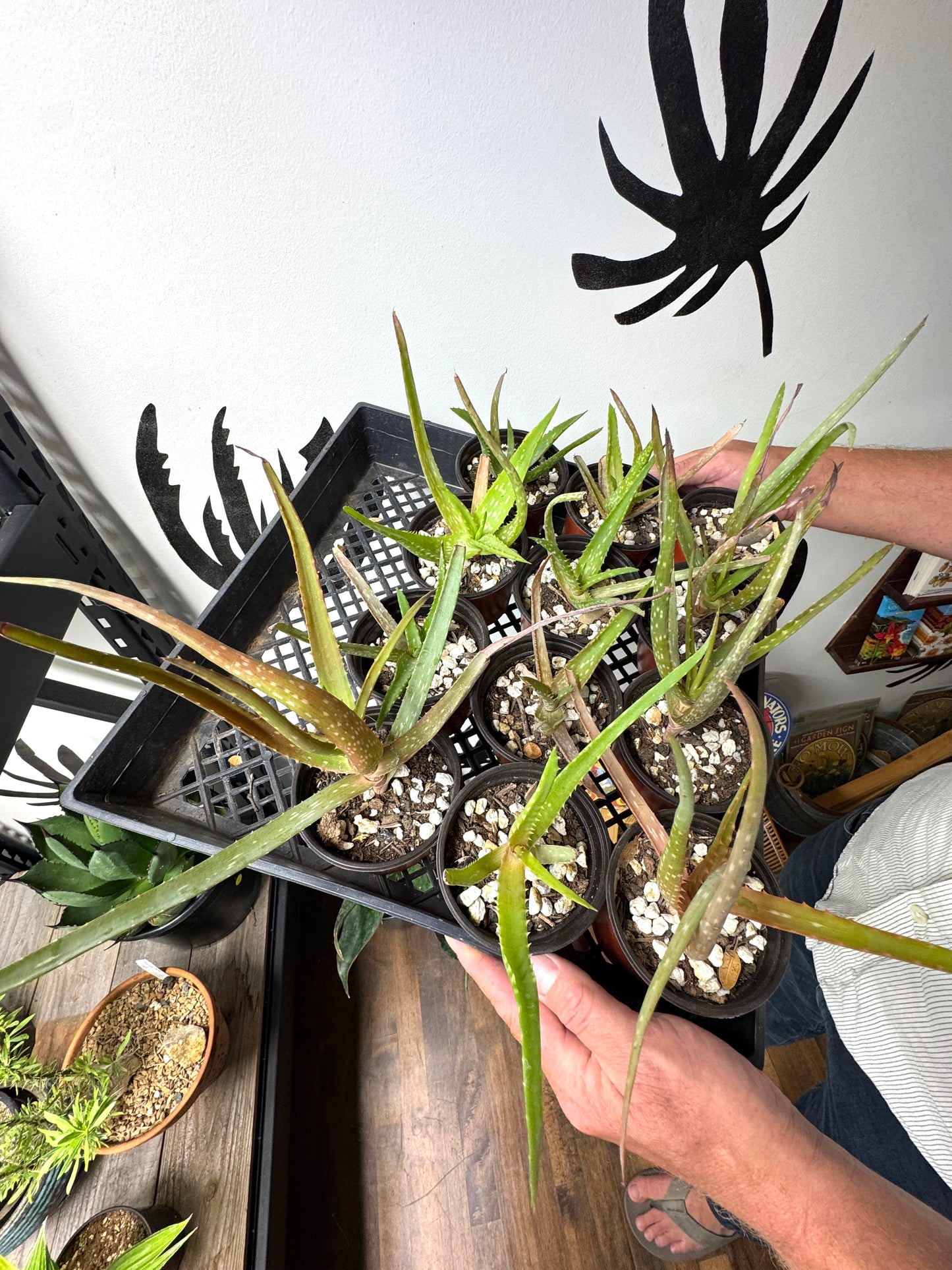 Seed-grown Aloe dawei × Aloe ngobitensis hybrid in pot, grown in Ventura CA.