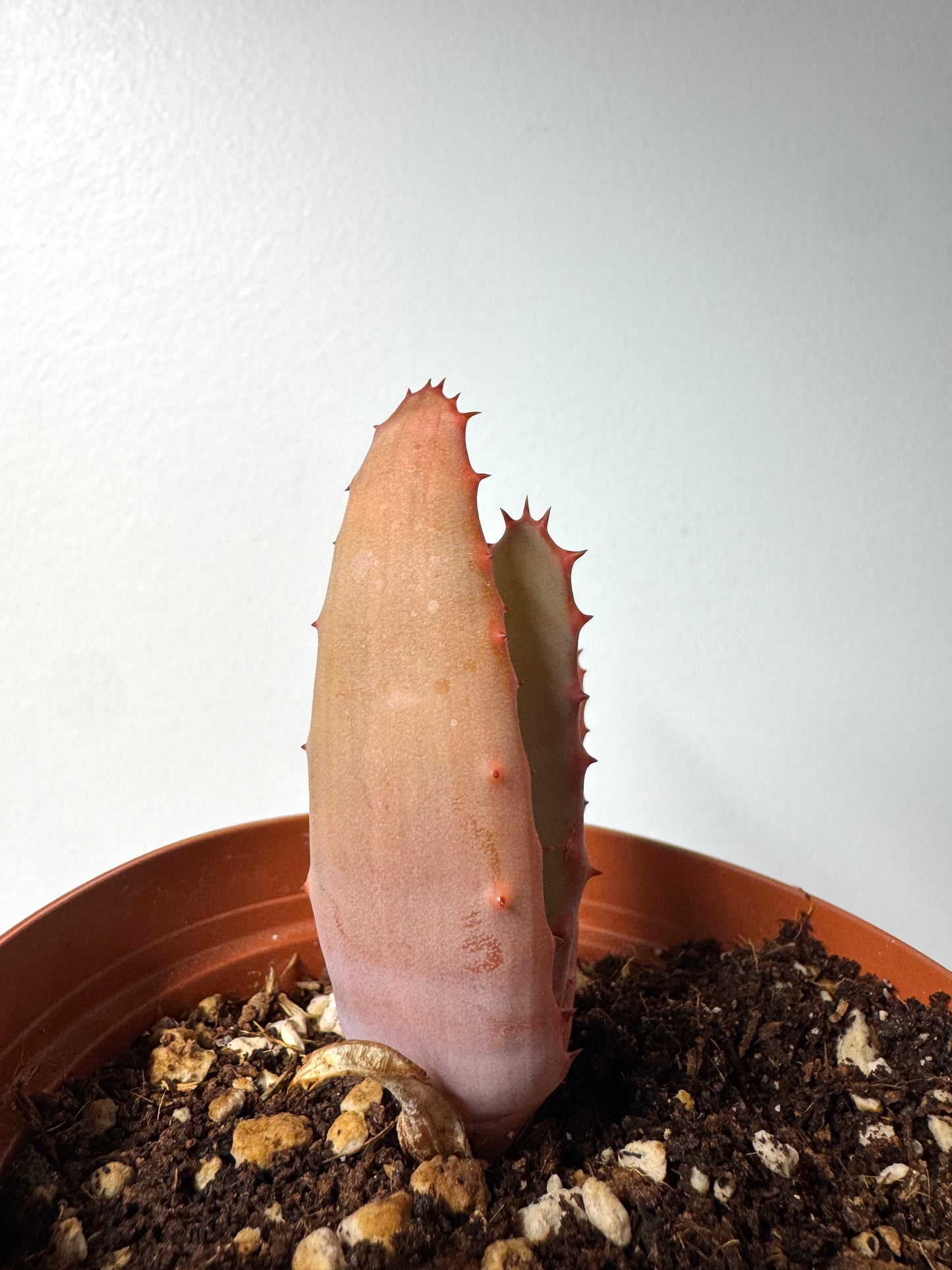 Seed-grown F1 Aloe rupestris × Aloe exselsa hybrid showing upright growth