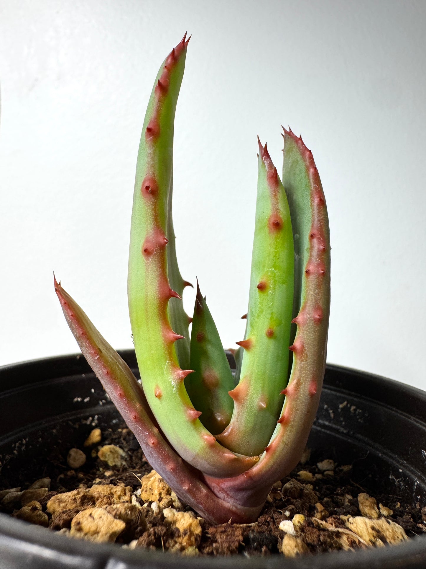Seed-grown F1 Aloe rupestris × Aloe exselsa hybrid showing upright growth