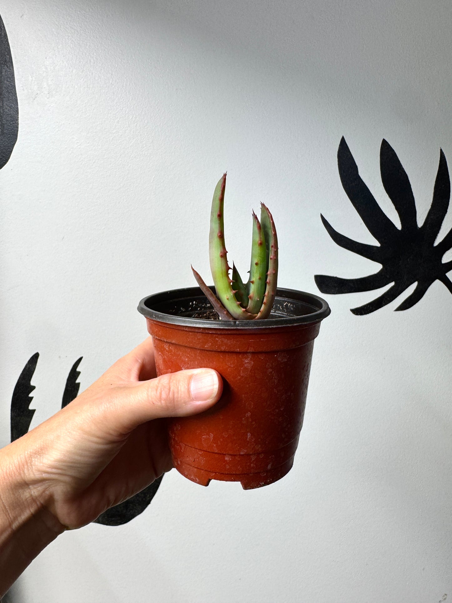 Seed-grown F1 Aloe rupestris × Aloe exselsa hybrid showing upright growth