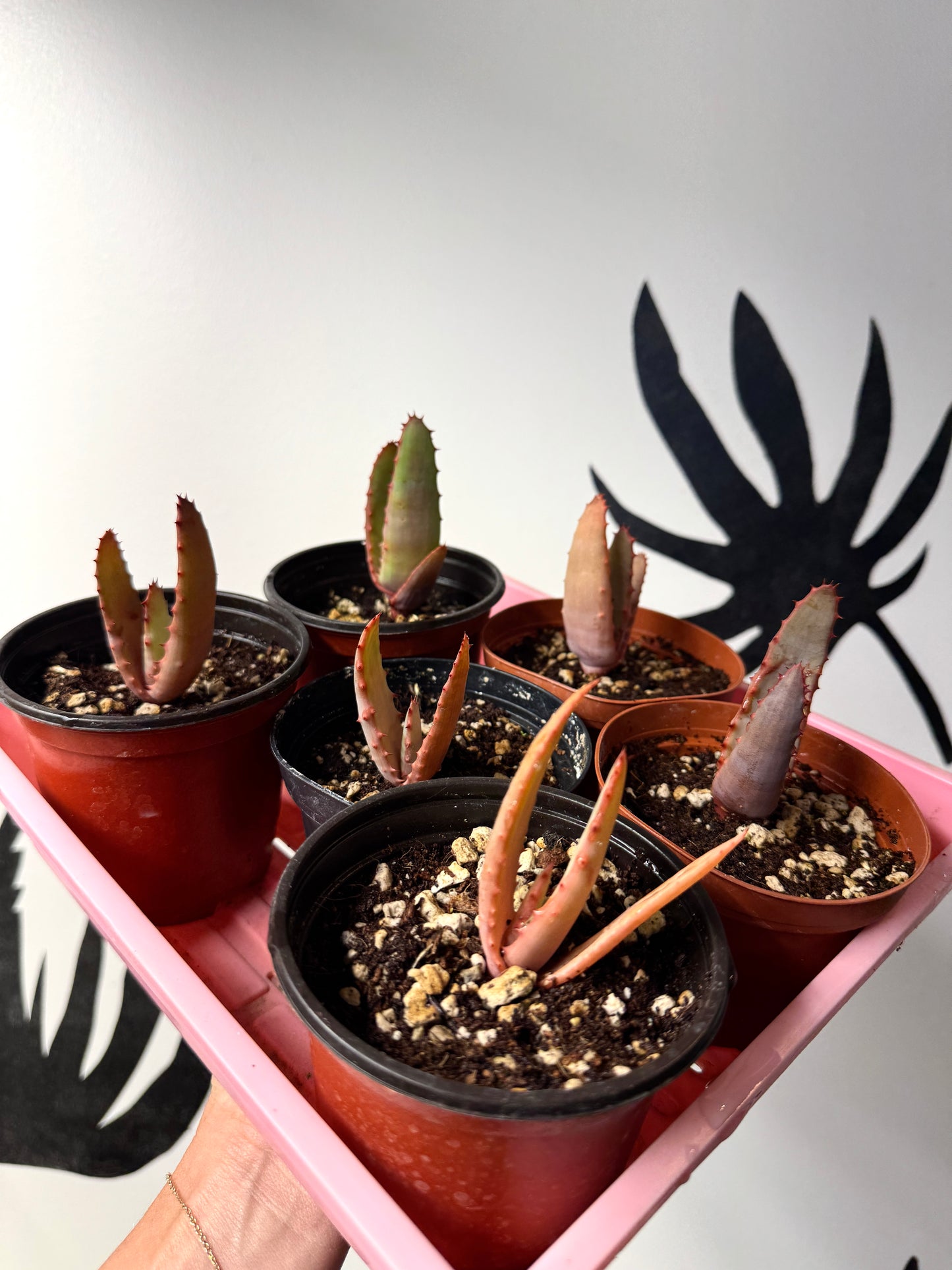 Rare Ventura-grown Aloe rupestris × Aloe exselsa hybrid reaching tree size