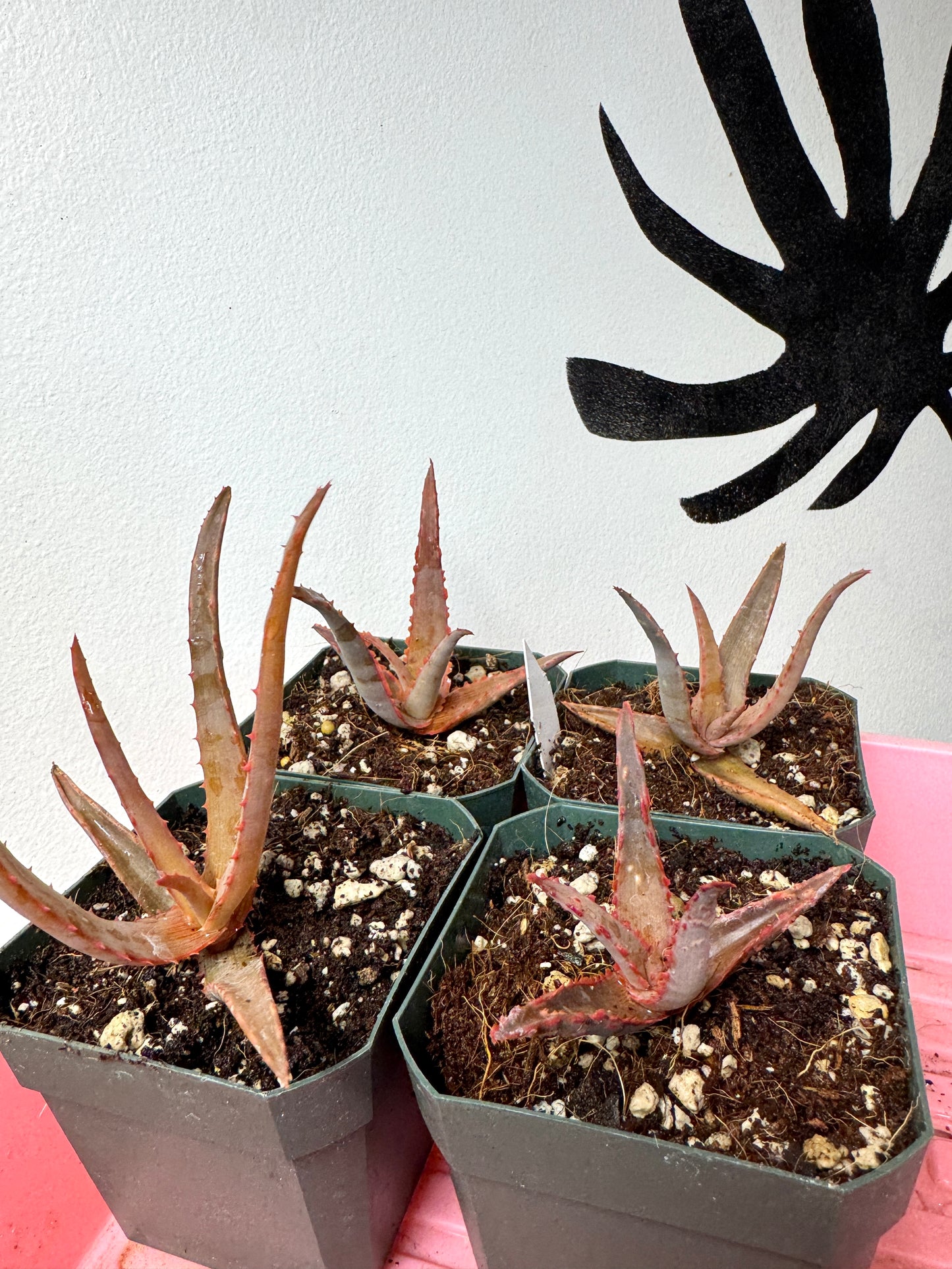 Rare Aloe divaricata hybrid from Madagascar lineage, Ventura grown.
