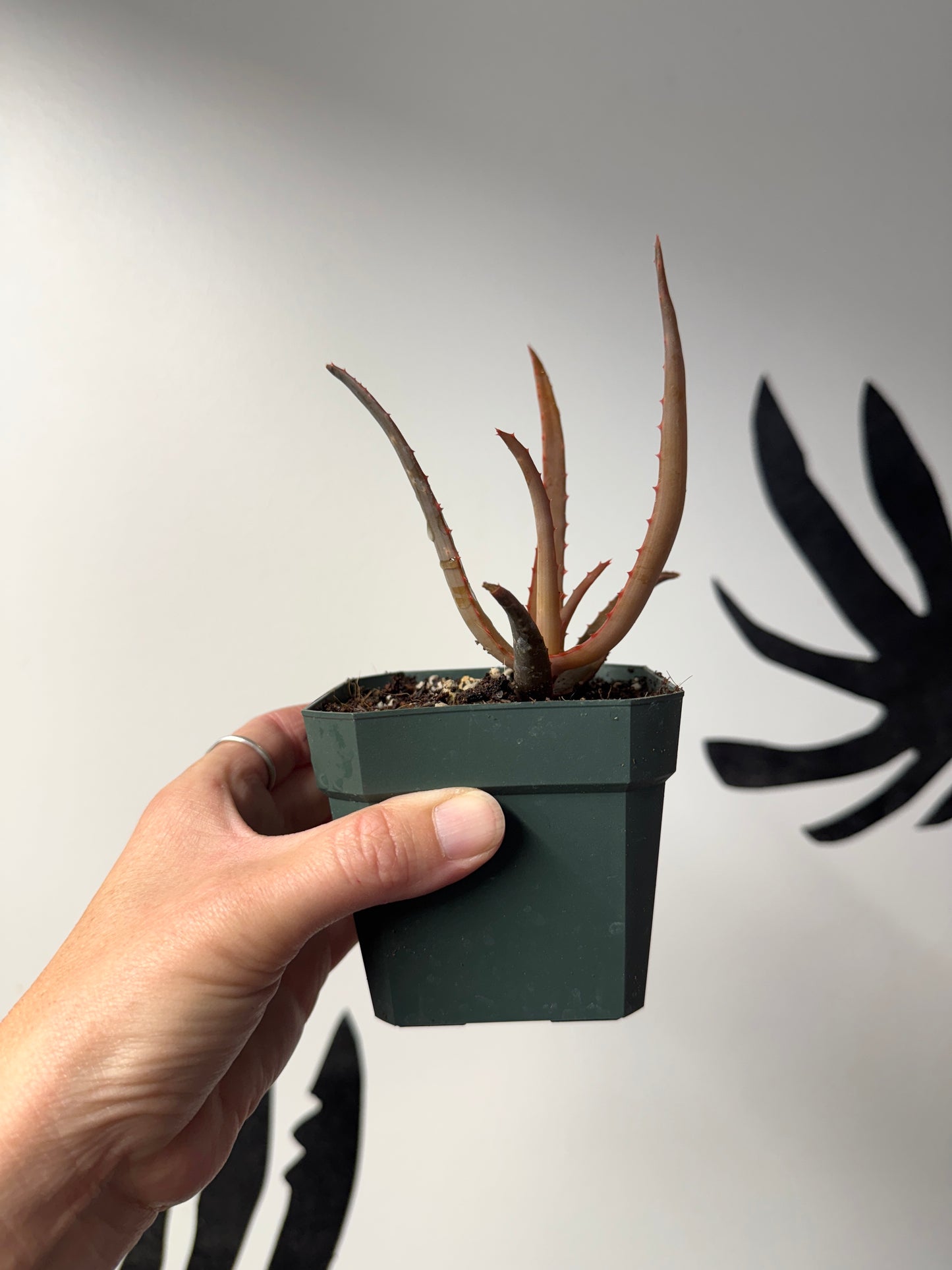 Clustering Aloe divaricata hybrid, second-generation, approx. 2 ft.