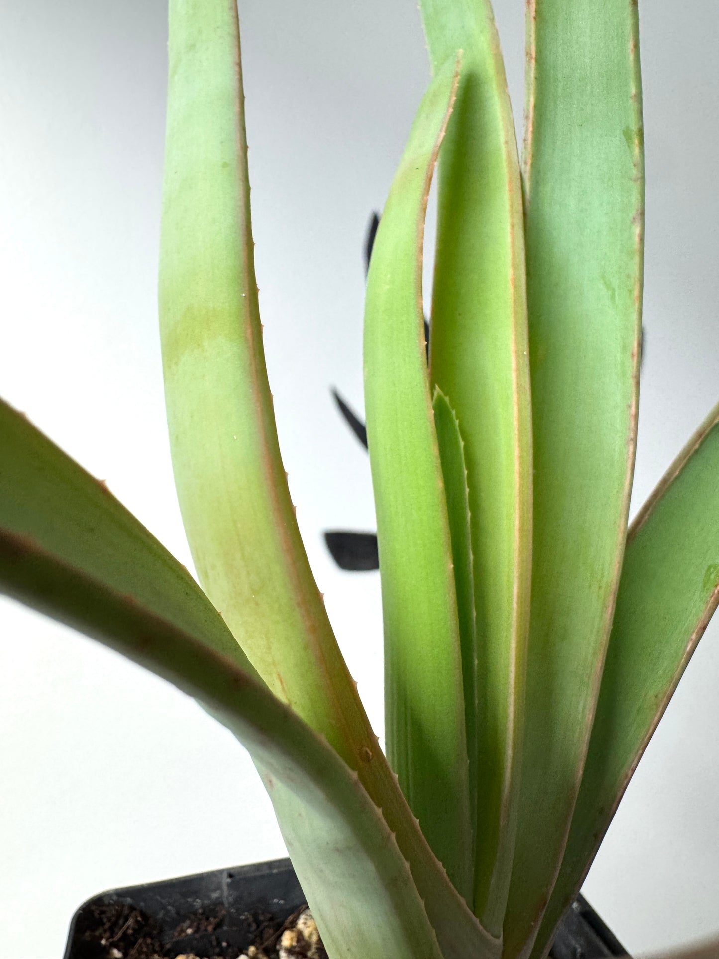 Trunk-forming Aloe hybrid with low branching, 6+ ft. potential.