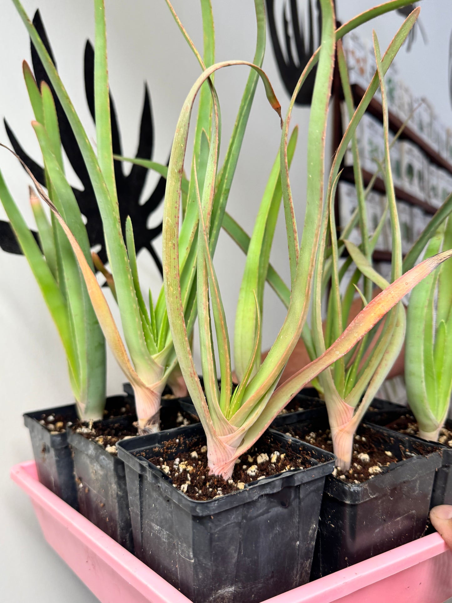 Rare hybrid of Kumara plicatilis and Aloe speciosa, Ventura CA.