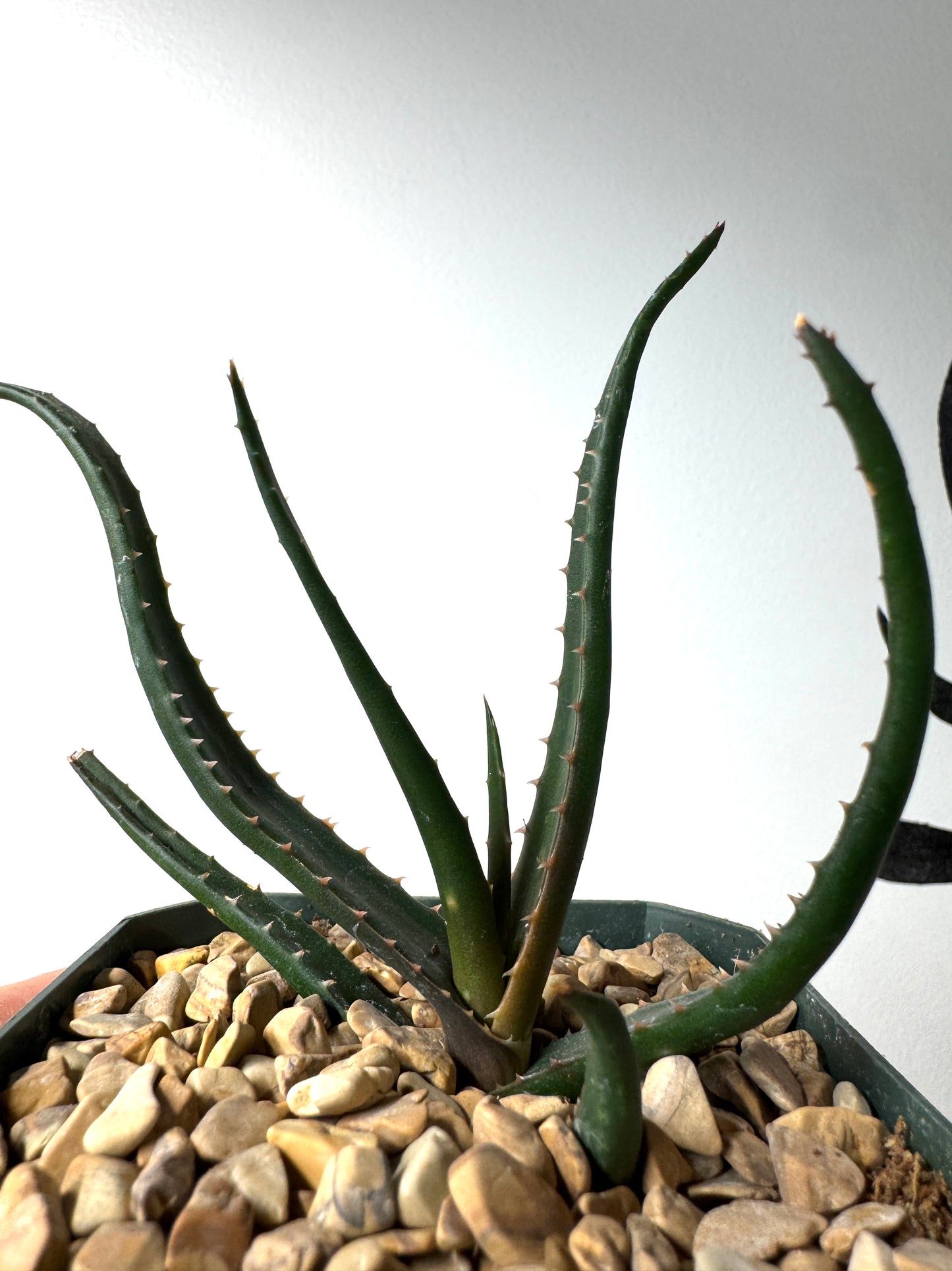 Aloe ‘Guinan’ hybrid, Arch Rock Aloes original, Ventura-grown.”