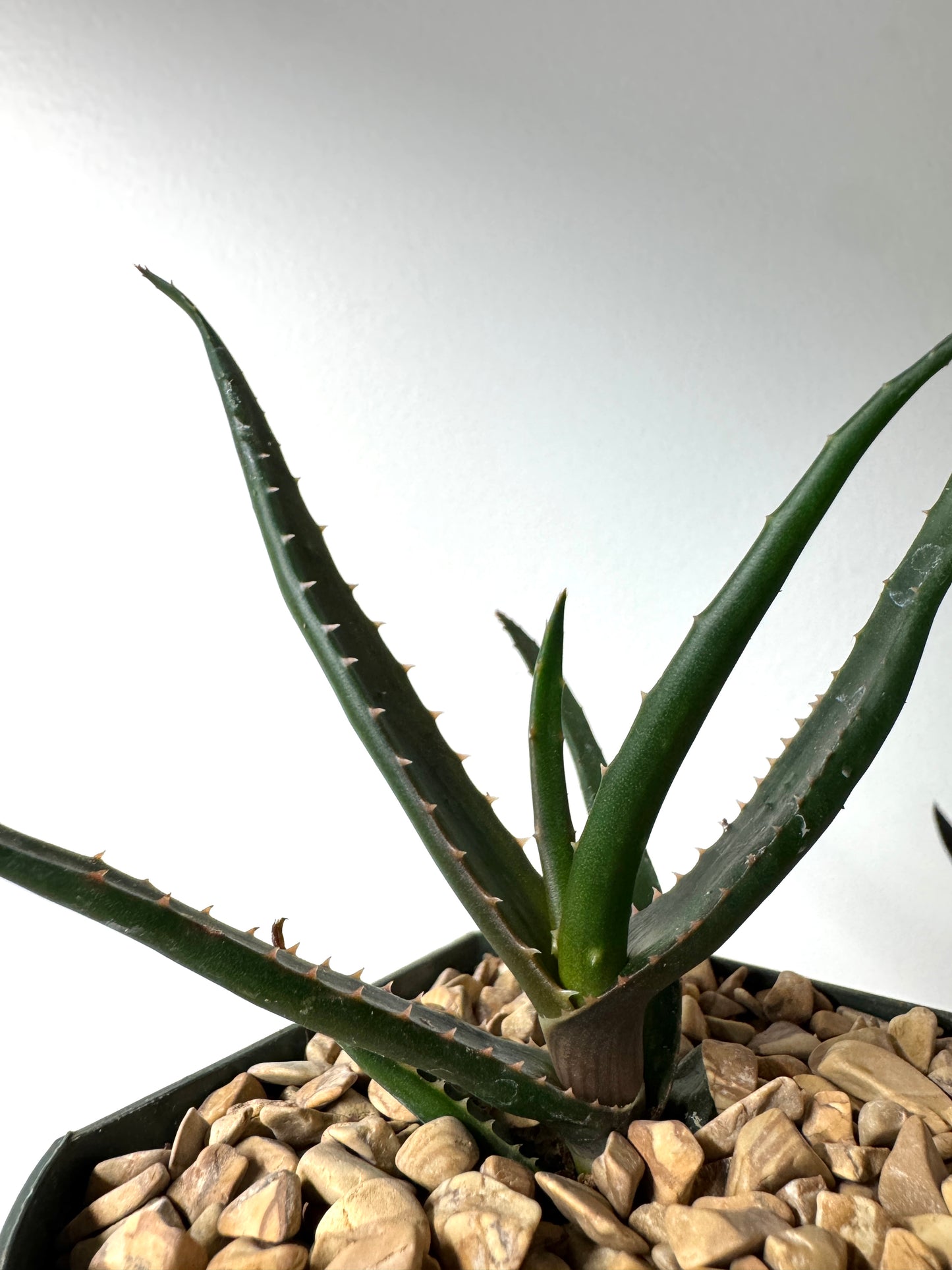 Aloe ‘Guinan’ 6-inch main rosette with slight offsets, bicolor flowers.