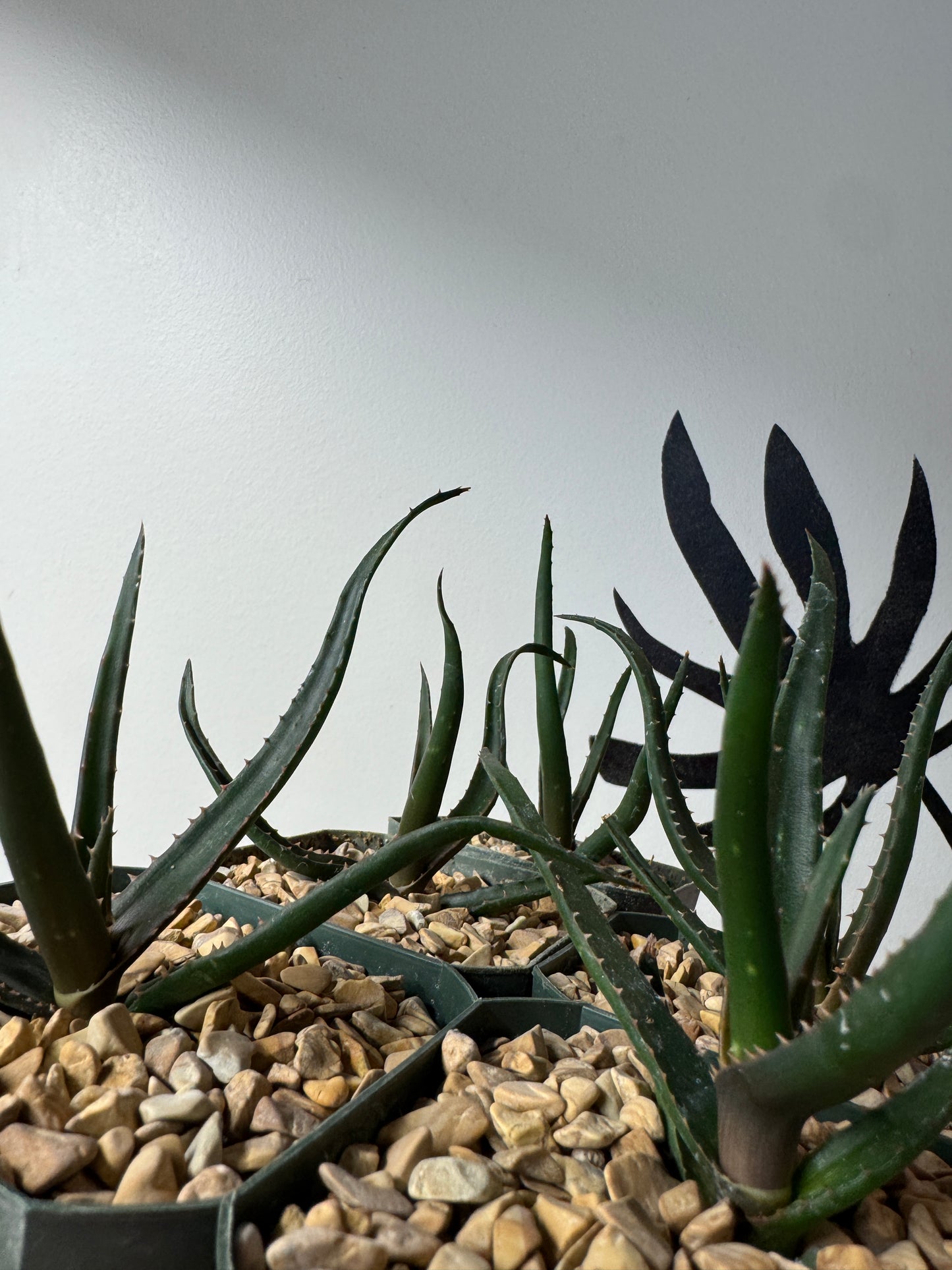 Rare Aloe ‘Guinan’, repeat-blooming hybrid, collector’s specimen