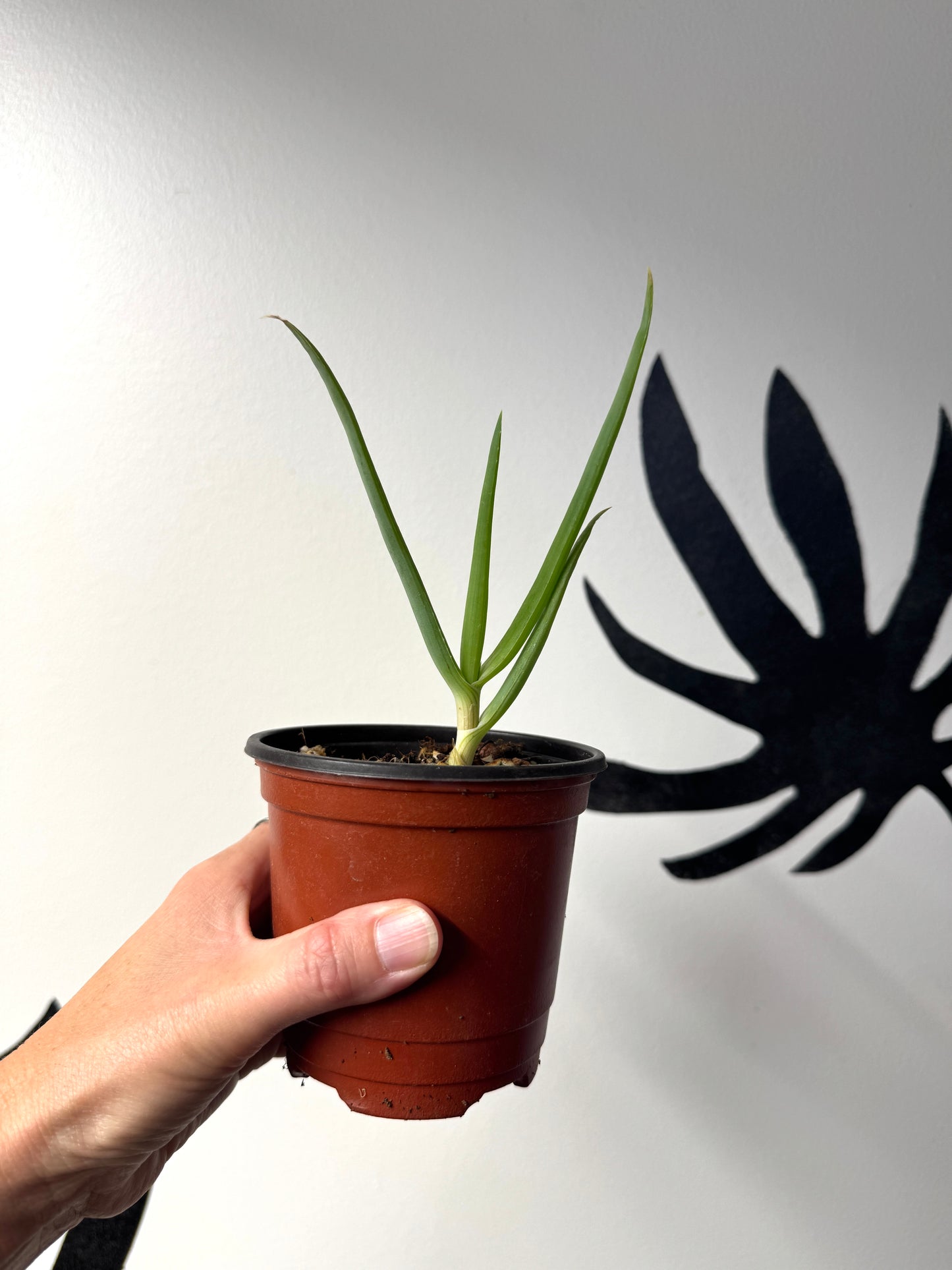 Rare Aloe sabaea tree aloe, seed-grown in Ventura CA