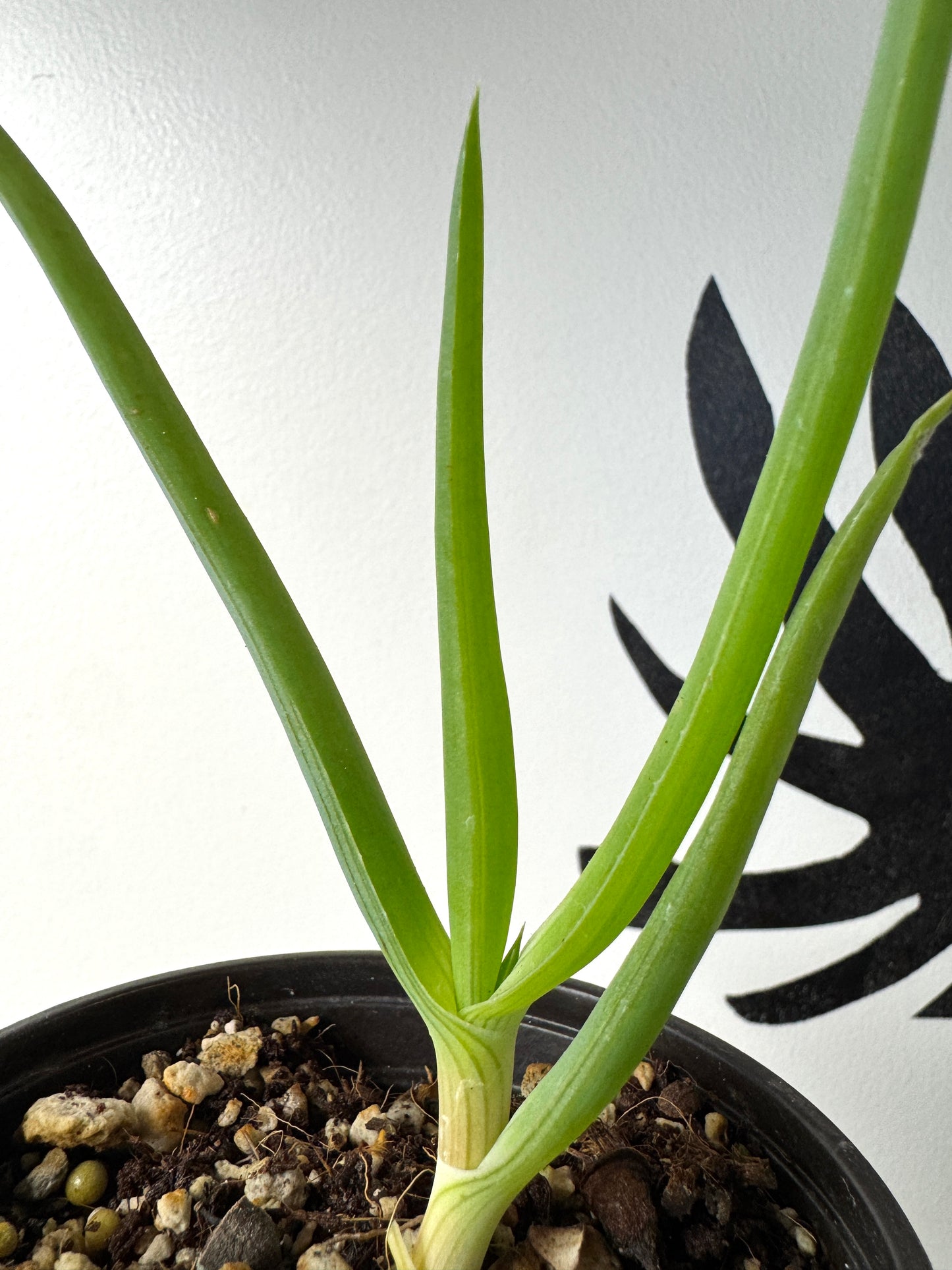 Slow-trunking Aloe sabaea with drooping leaves, rare collector plant