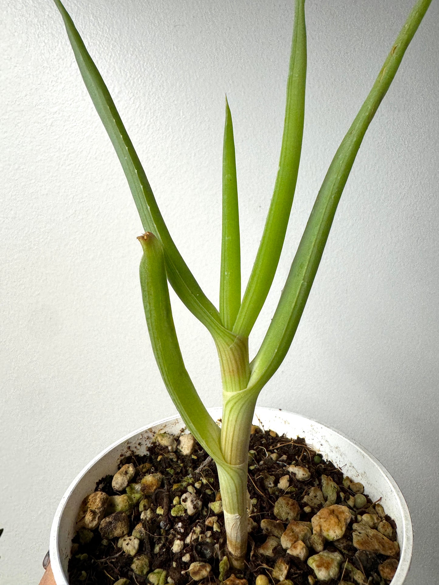 Slow-trunking Aloe sabaea with drooping leaves, rare collector plant