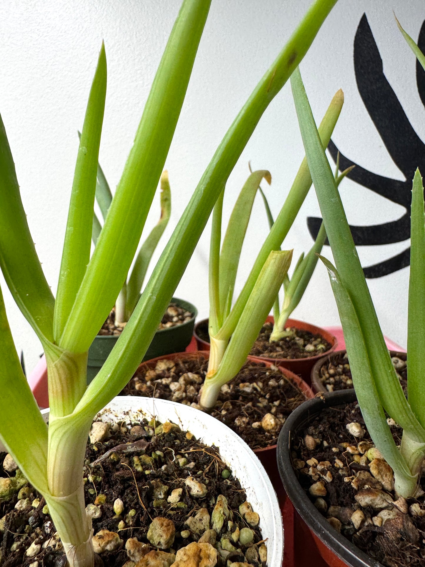 Ventura-grown Aloe sabaea, sculptural seed-grown tree aloe specimen