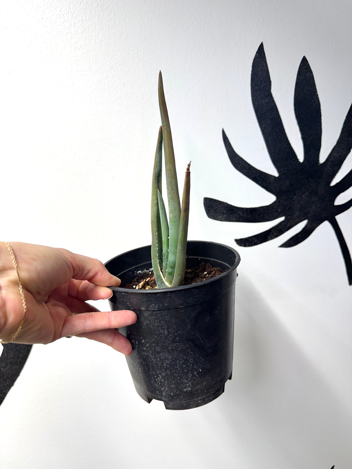 Aloe suzannae – Rare Tree Aloe- limited quantity