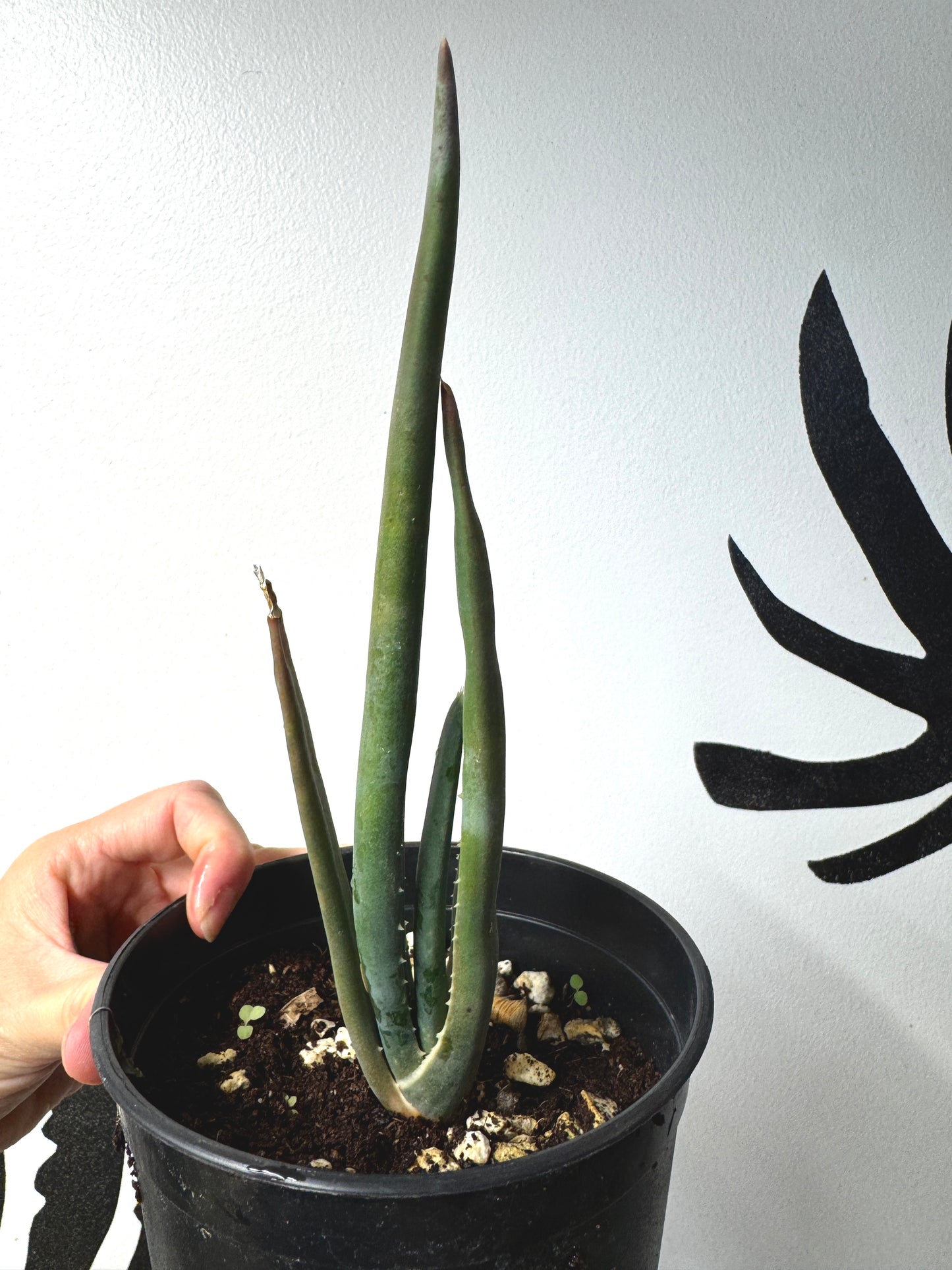Aloe suzannae – Rare Tree Aloe- limited quantity