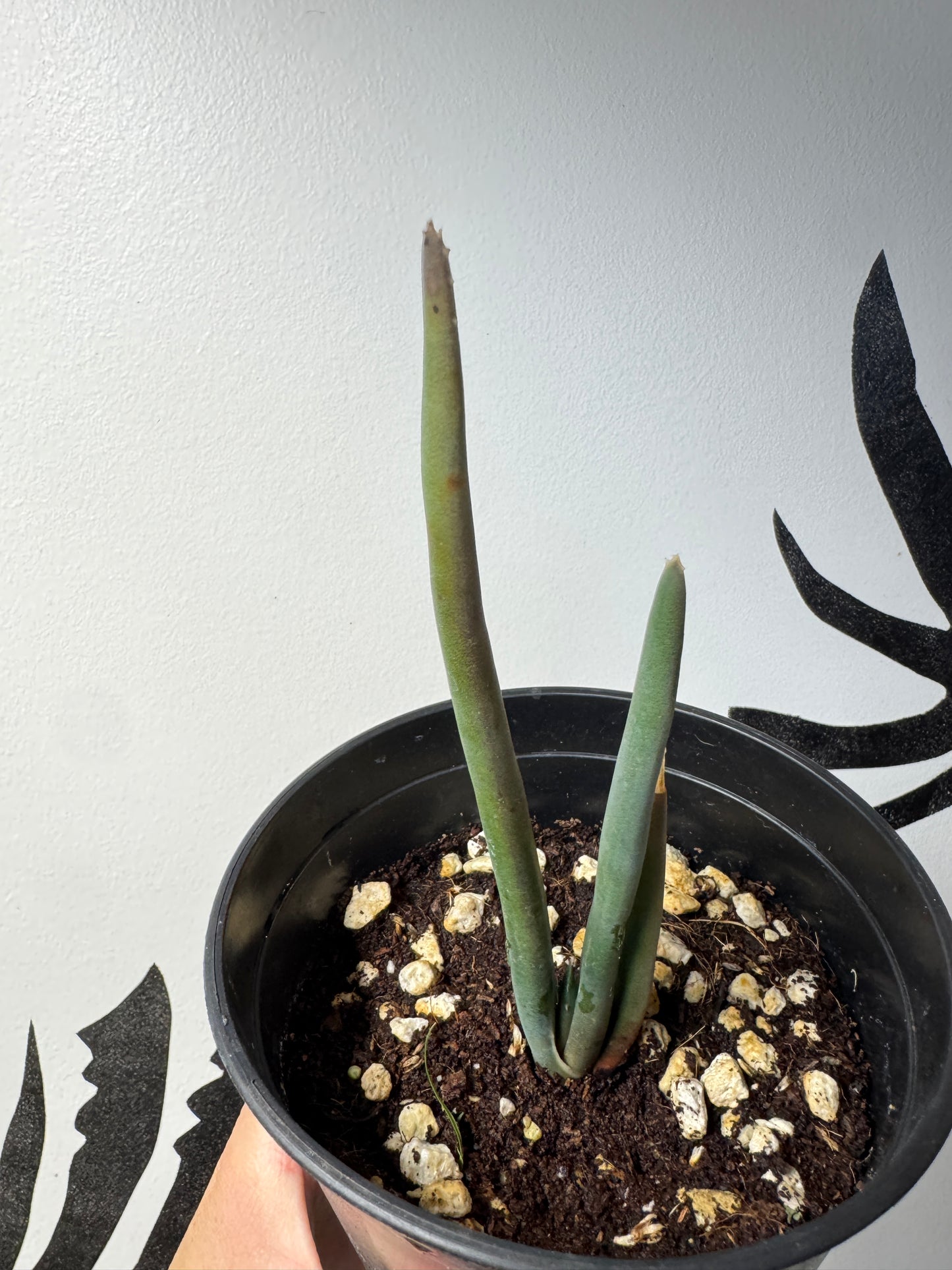 Aloe suzannae – Rare Tree Aloe- limited quantity