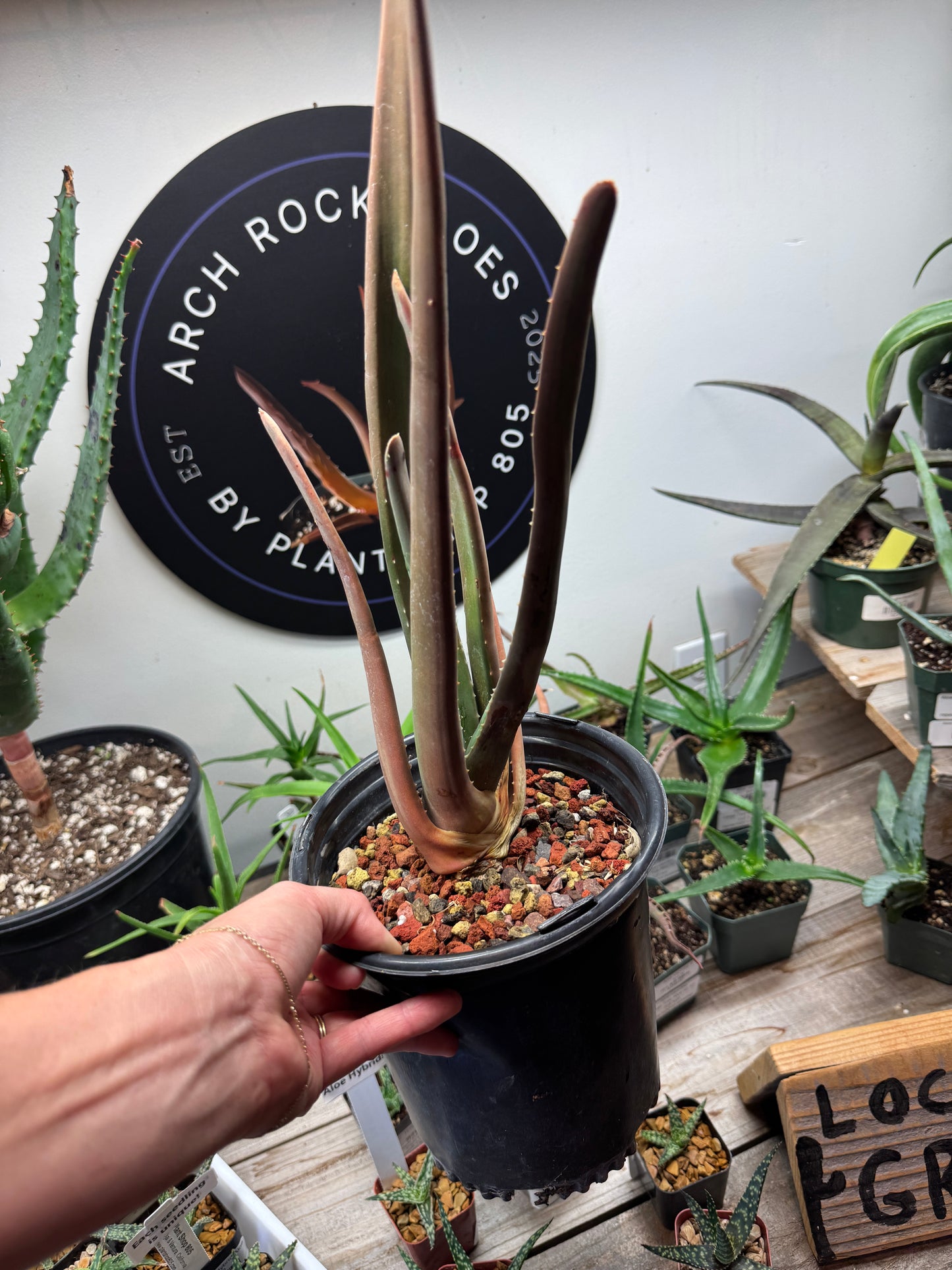 Close-up of Aloe suzannae foliage – thick upright leaves, rare tree aloe grown in Ventura.