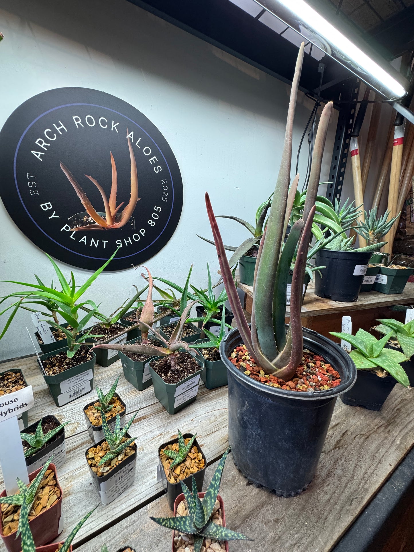 Aloe suzannae rare succulent species, slow trunking tree aloe grown at Arch Rock Aloes nursery in Ventura, California.