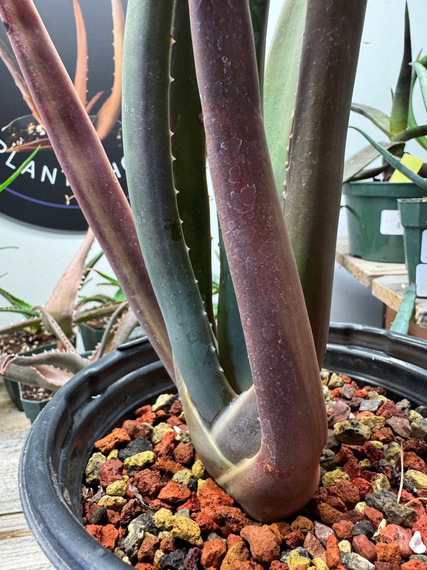 Close-up of Aloe suzannae foliage – thick upright leaves, rare tree aloe grown in Ventura.