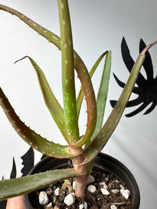 Seed-grown Aloe dawei × Aloe ngobitensis hybrid in pot, grown in Ventura CA.