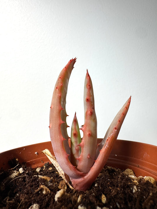 Aloe rupestris × Aloe exselsa hybrid tree Aloe in Ventura CA