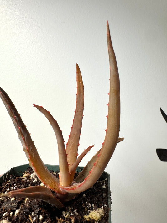 Aloe divaricata complex hybrid, seed-grown in Ventura, CA