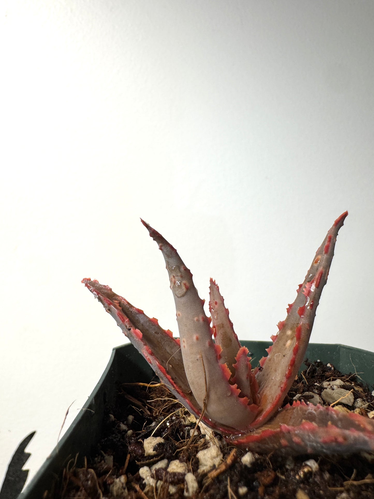 Aloe divaricata complex hybrid, seed-grown in Ventura, CA
