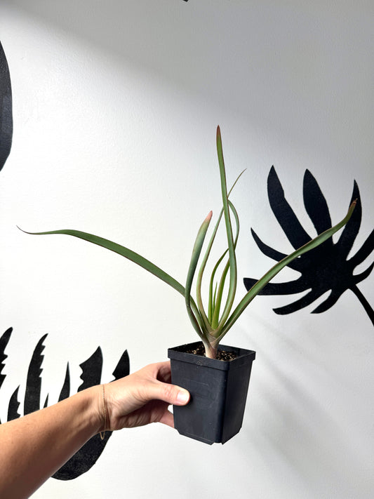 Kumara plicatilis × Aloe speciosa F1 hybrid tree aloe, Ventura-grown.