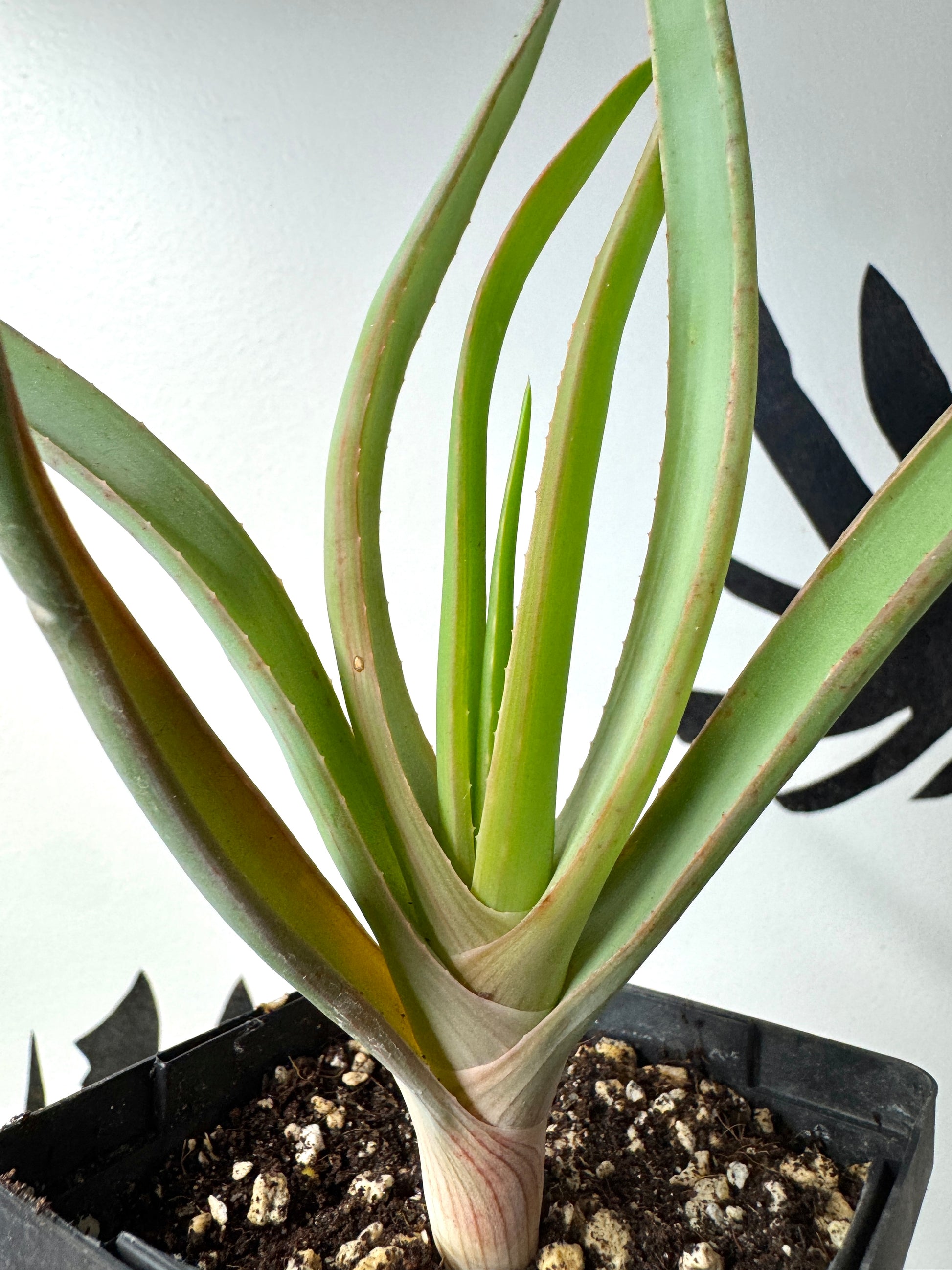 Kumara plicatilis × Aloe speciosa F1 hybrid tree aloe, Ventura-grown.