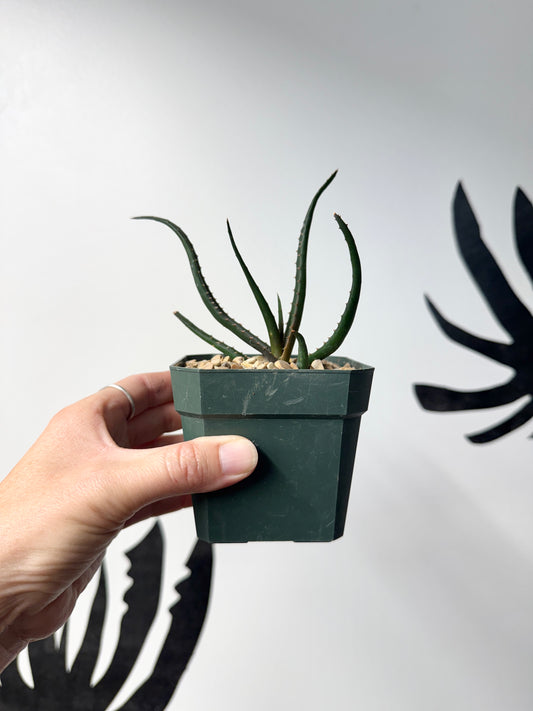 Aloe ‘Guinan’ hybrid, Arch Rock Aloes original, Ventura-grown.”