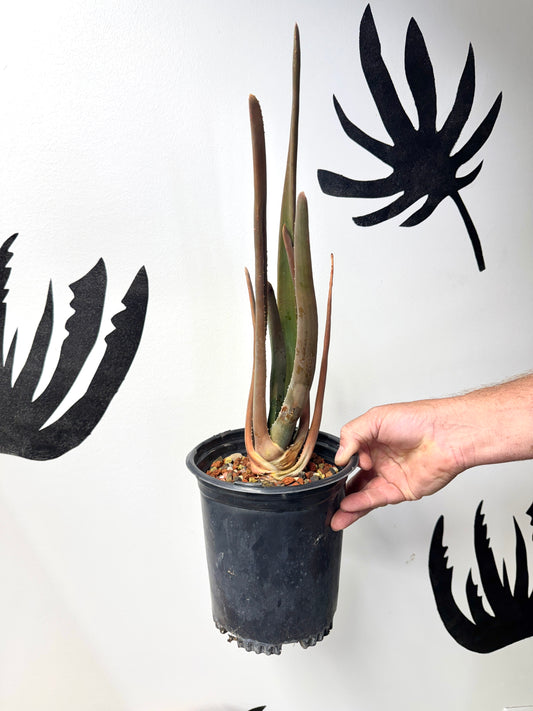 Aloe suzannae rare collector plant in nursery pot, Ventura-grown tree aloe available at Arch Rock Aloes.