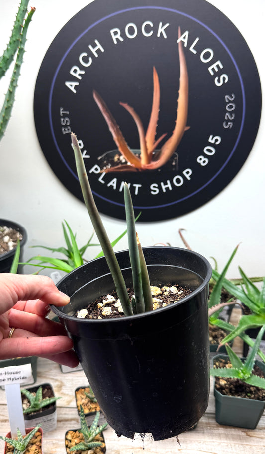Aloe suzannae – Rare Tree Aloe- limited quantity