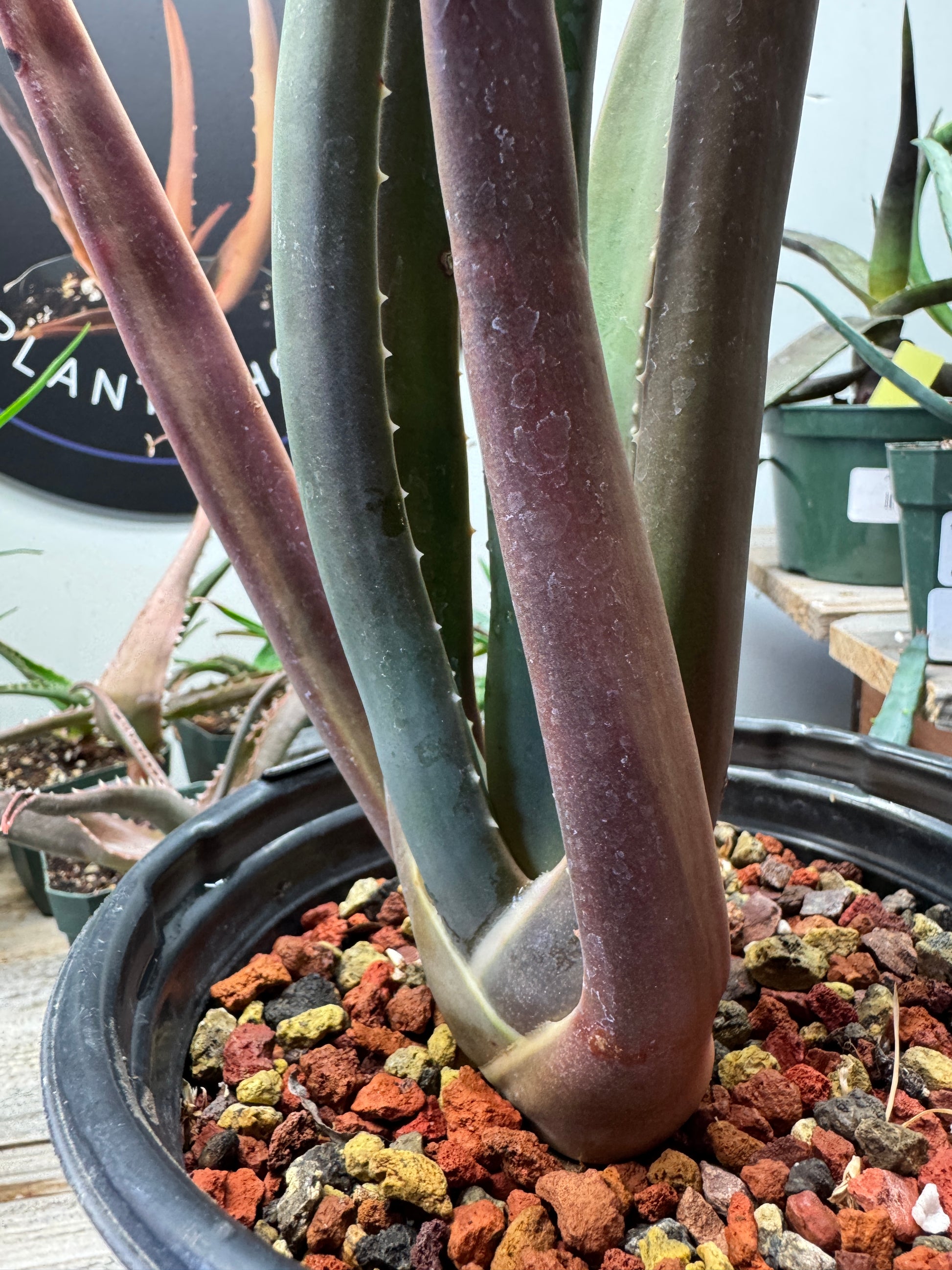 Close-up of Aloe suzannae foliage – thick upright leaves, rare tree aloe grown in Ventura.