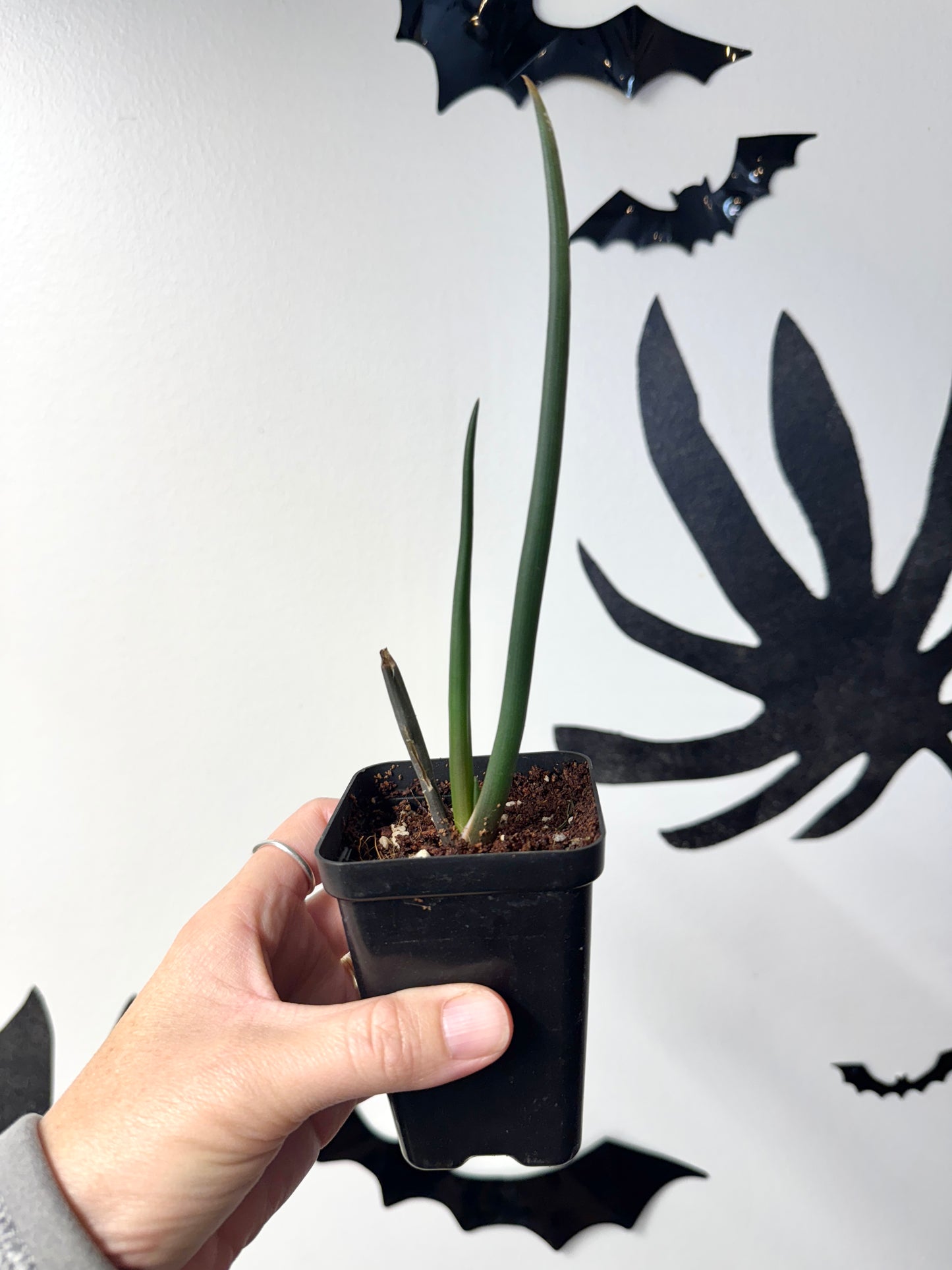 Seed-grown Aloe barberae seedlings propagated by Arch Rock Aloes in Ventura, California