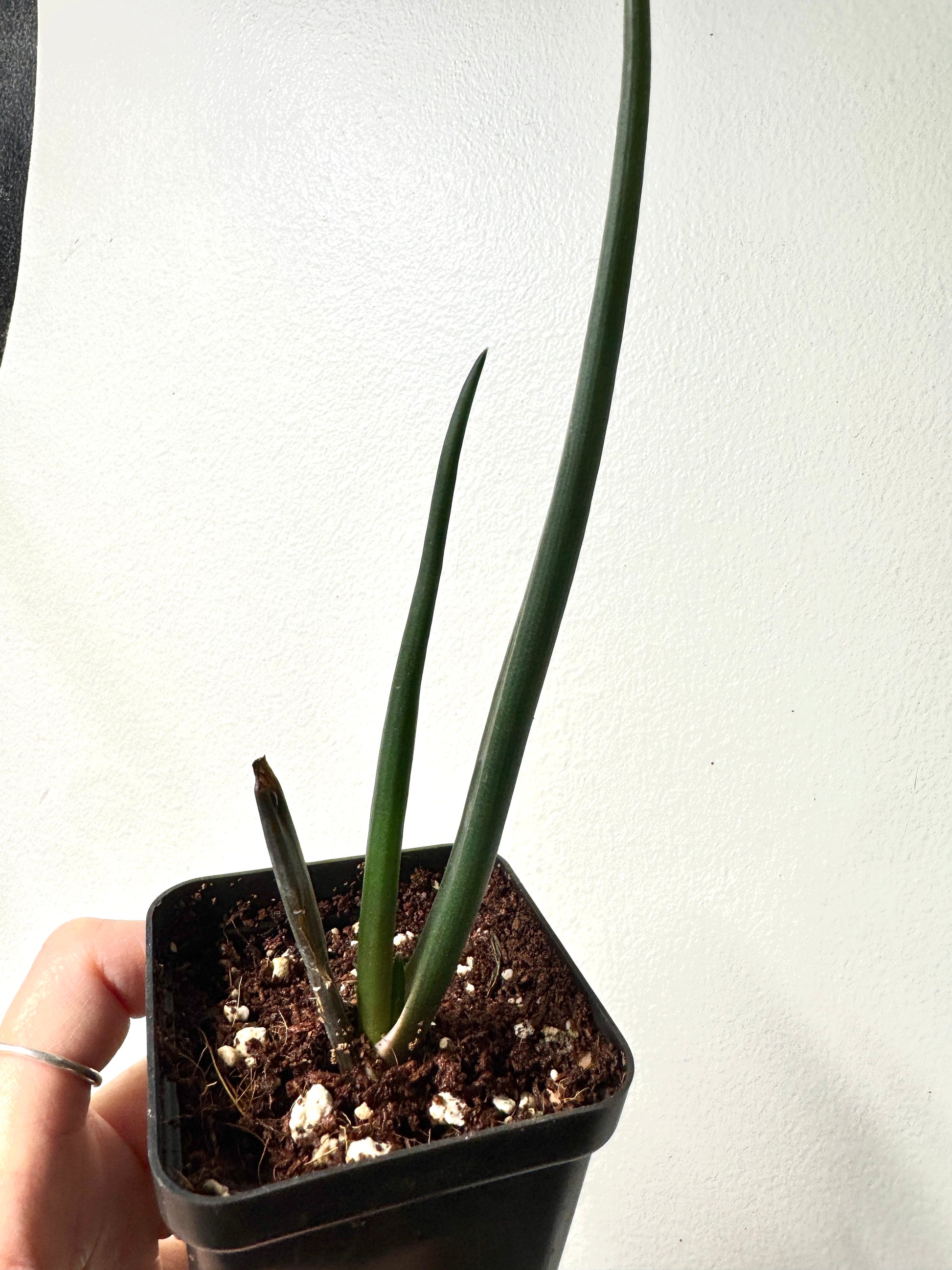 Juvenile tree aloe, Aloe barberae, with emerging trunk and recurved leaves
