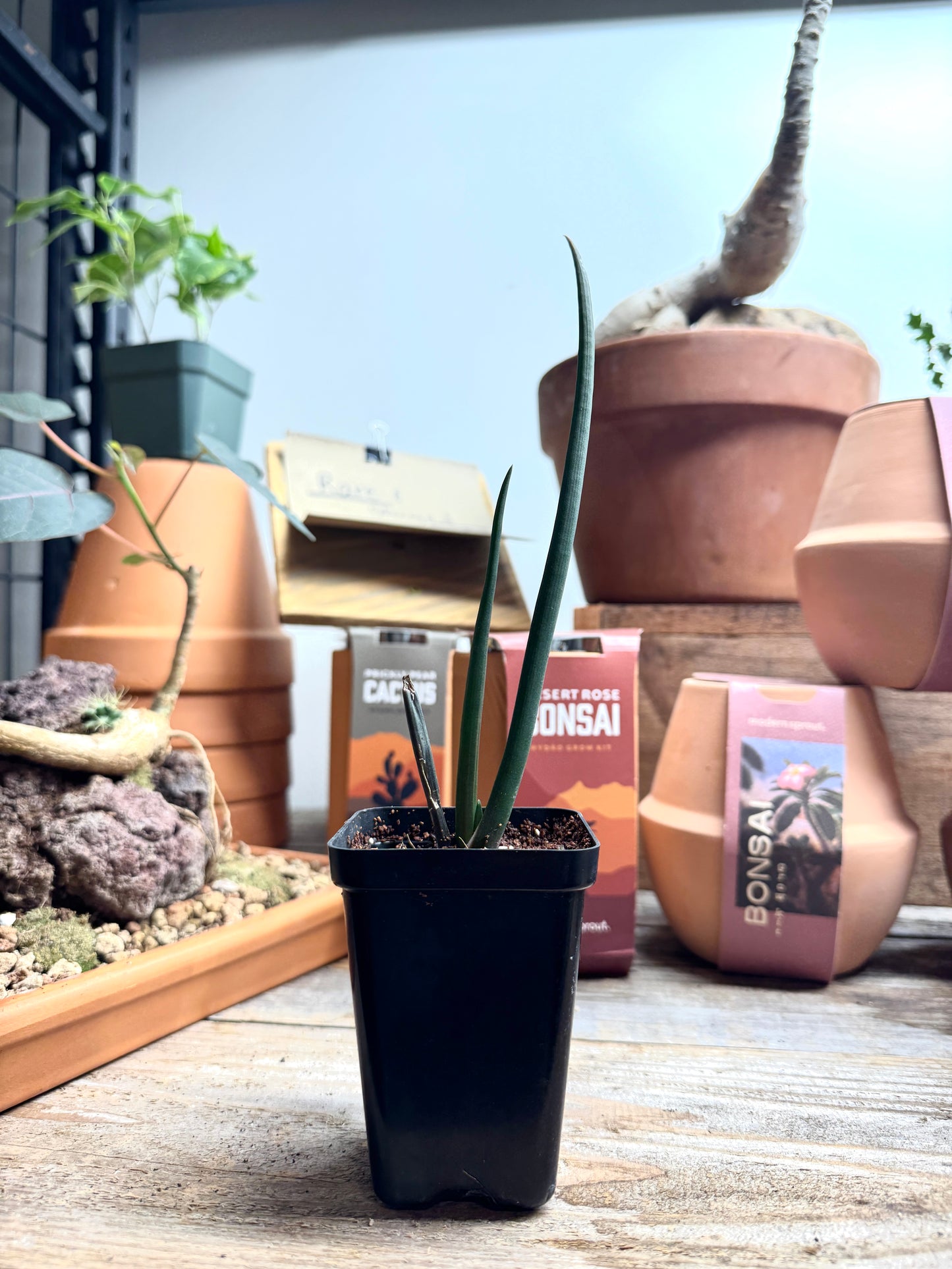 lose-up of Aloe barberae seedling showing early leaf form and coloration